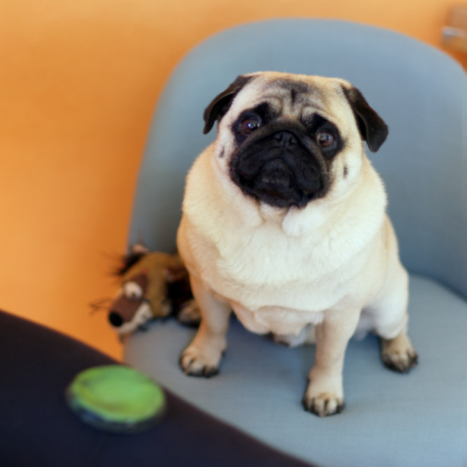 Mops guckt bei der Babybauchbemalung zu